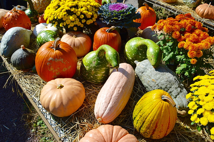 fall, outdoor market, pumpkin, gourds, blue gourds, orange, yellow