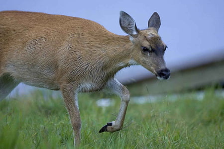 sitka black tailed deer, deer, doe, female, close up, grazing, wildlife