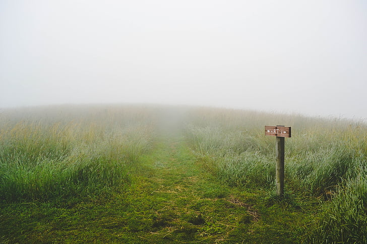 brouillard, brumeux, herbe, chemin d’accès, signe, sentier