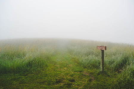 fog, foggy, grass, path, sign, trail