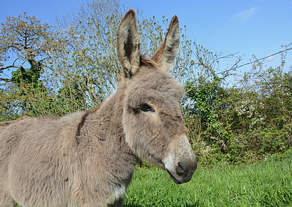 donkey, equine, animal, long ears, robust, domestic animal, mammal