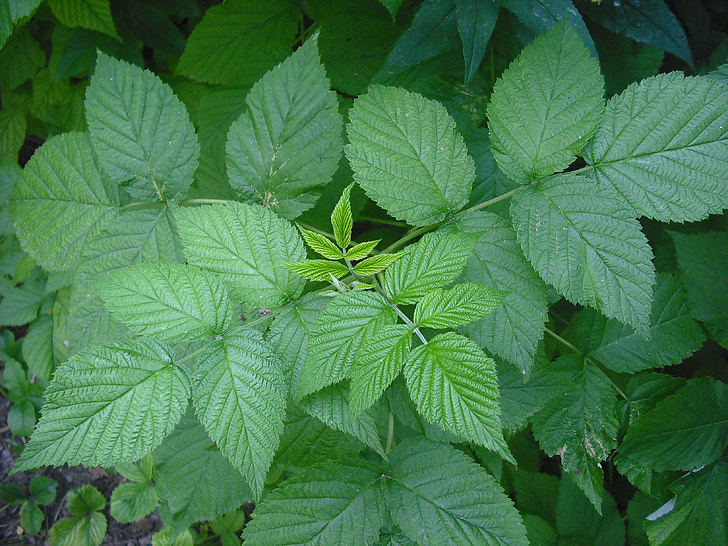 Bush, hallon, Raspberry leaf, växter