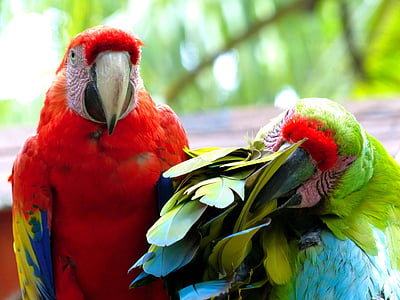parrots, animals, colorful, parrot, bird, macaw, animal