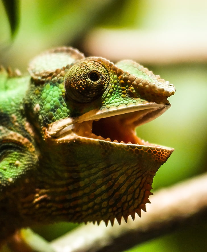 animal, chameleon, reptile, head, insect eater, exotic, green