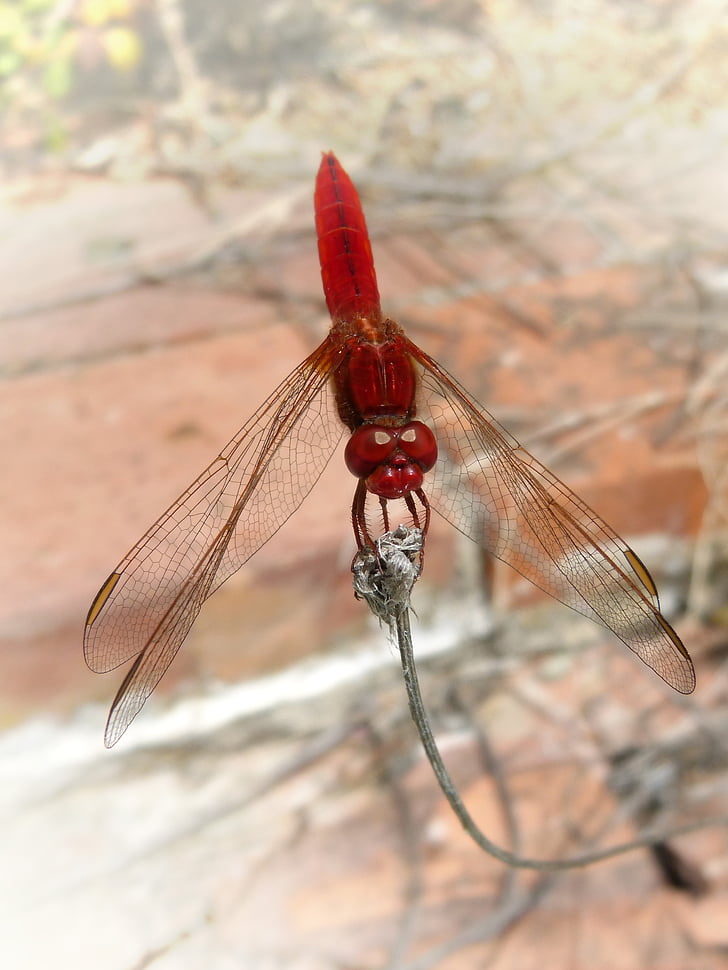 červená vážka, Erythraea crocothemis, sagnador scarlet, mokřadní, Dragonfly, větev, hmyz
