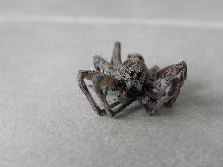 vana, Spider, roomajad