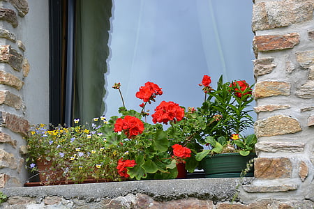 geraniums, flowers, red geranium, pretty french village, old village, red flowers, provence