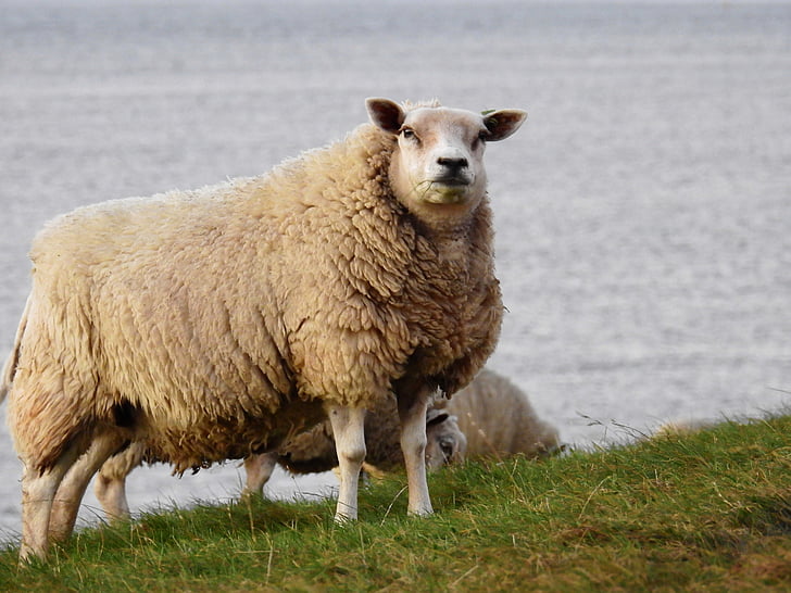 овце, животните, природата, дига, повече, езеро, Северно море