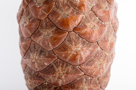 pine cone, macro, needles, forest, cones, scratchy, closeup