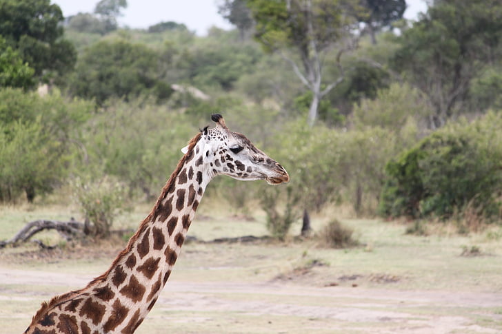 Safari, vadon élő állatok, állat, természet, Kenya, Tanzánia, vadonban