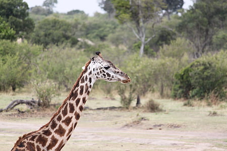 Safari, vilda djur, djur, naturen, Kenya, Tanzania, vildmarken
