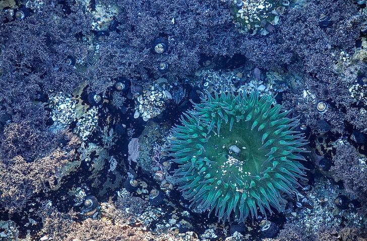 Anemone de, esculls de corall, natura, sota l'aigua, l'aigua