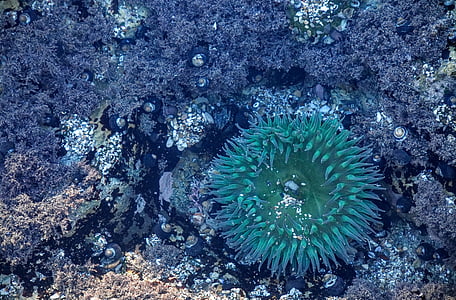 Anemon, terumbu karang, alam, bawah air, air