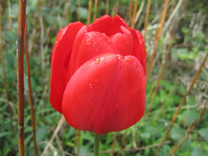 tulip, red, blossom, bloom, close
