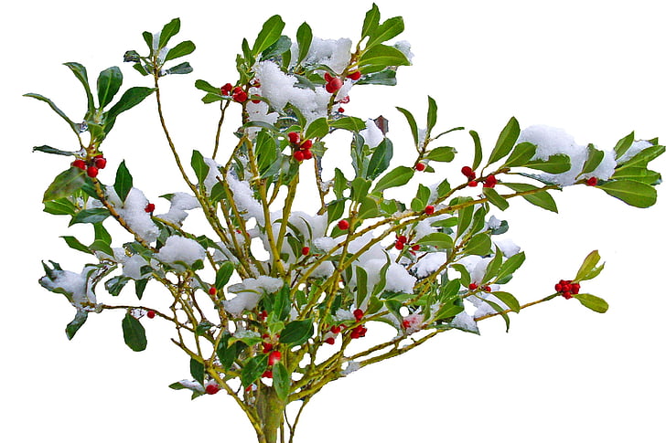 winter, snow, plant, nature, bush, branches, red