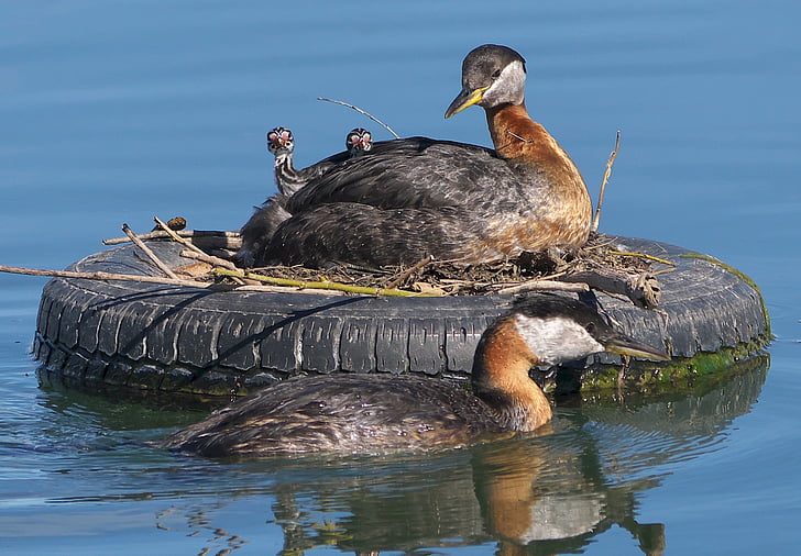 red-necked grebes, birds, family, water, wildlife, nature, tire