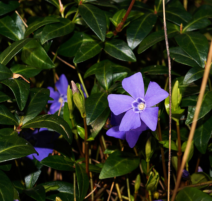 blue, periwinkle, vinca minor, ground cover, plant, small pollinated