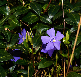 bleu, bigorneau, Vinca minor, couvre-sol, plante, petit pollinisation