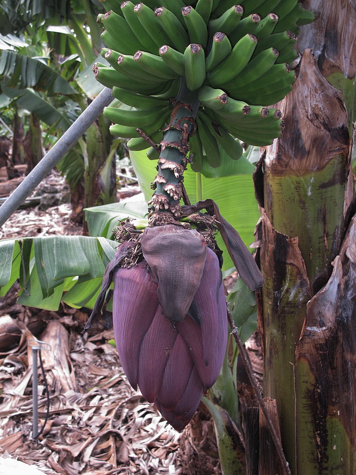 bananos, arbusto de la banana, flor de banana, la palma, plantación de banano
