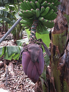 bananen, banaan struik, banaan bloem, La palma, bananenplantage