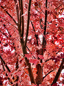 efterår, efterårsblade, røde blade, falder, efterår farve
