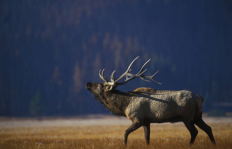 Elk, bik, prosto živeče živali, bugling, narave, moški, travnik
