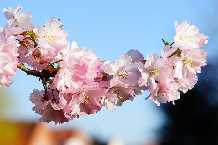 ανθισμένη Κερασιά, Ιαπωνικά κεράσι, μυρωδιά, άνθος, άνθιση, Ιαπωνικό ανθίζοντας κεράσι, διακοσμητικό κεράσι