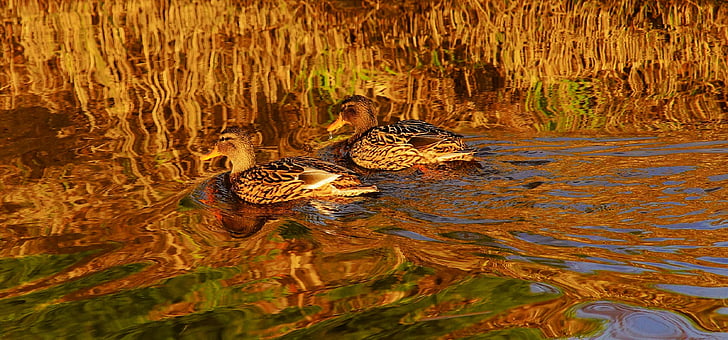 ducks, female, birds, waterfowl, water, plumage, nature