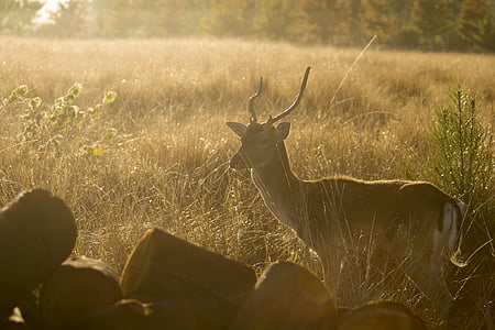 animal, deer, forest, herbivorous, nature, sunrise, wildlife