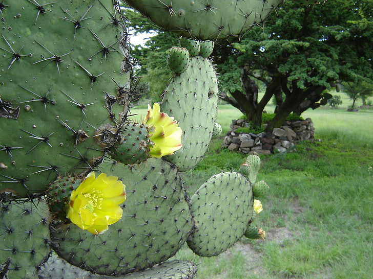 Mexiko, Teotihuacan, kaktus, květ