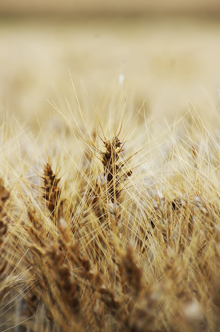 tăng đột biến, thực vật, cỏ, lúa mì, lĩnh vực, nông nghiệp, khô