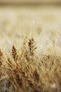 spike, plant, grass, wheat, field, agriculture, dry