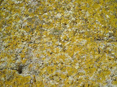 Priorità bassa, licheni, parete, roccia, giallo