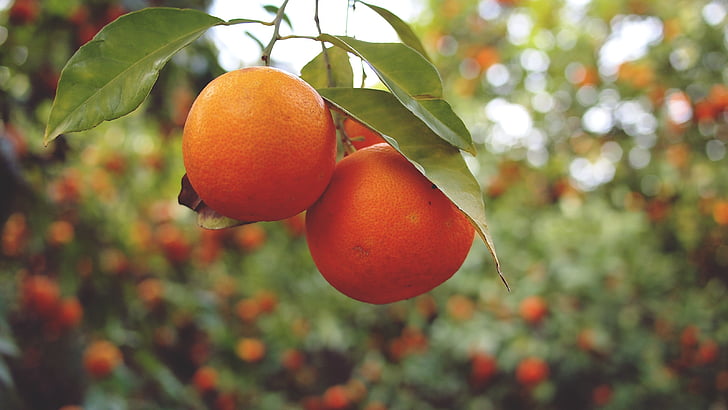 sinaasappelen, vruchten, gezonde, voedsel, bomen, fruit, citrusvruchten