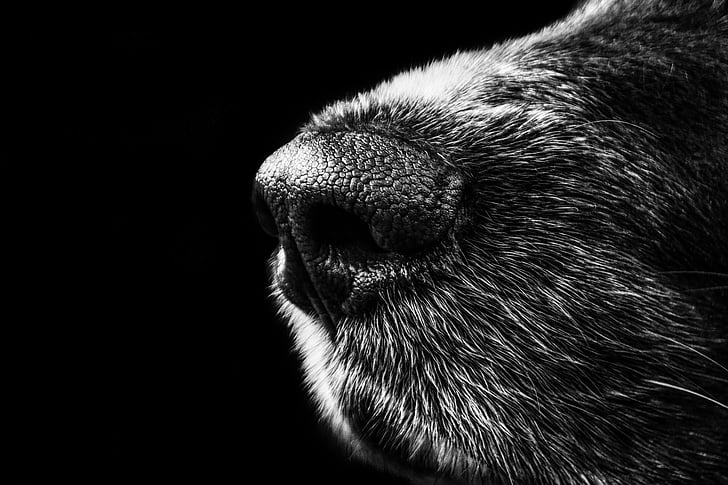 macro, shoot, animal, s, nose, dog, Black and white