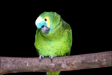 Papagei auf schwarzem Hintergrund, auf der Suche, Haustier Vogel, Zoo, Grün, Papagei, Vogel
