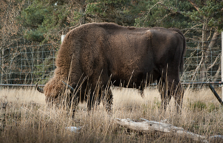 bison, zoogdier, herkauwers, wild dier