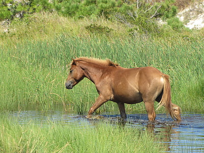 divoké kone, Assateague island, voľne žijúcich živočíchov, Príroda, diviačej, Wilderness, Sanctuary