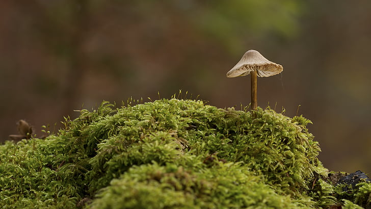 champignon, Moss, natur, skov, efterår, fokus stack, et dyr