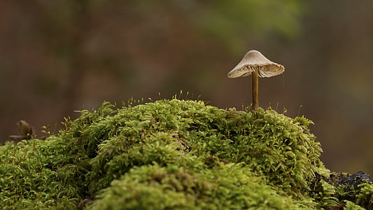 mushroom, moss, nature, forest, autumn, focus stack, one animal