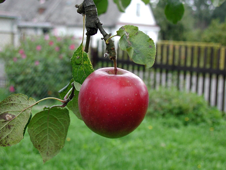 Apple, pohon, tumbuh, matang, pertanian, merah, buah