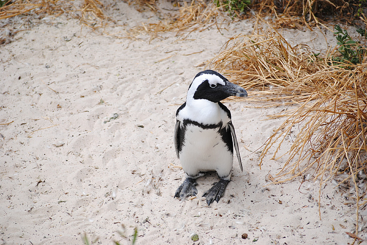 Pingüino de, África, Sudáfrica, ciudad del cabo, Playa de bolders, Playa, pájaro