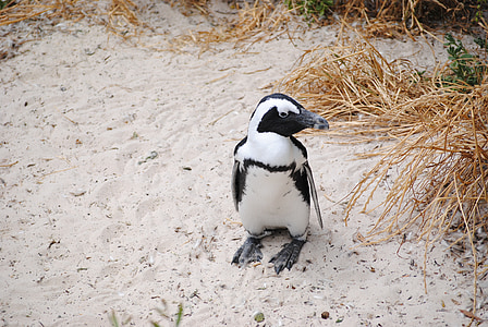 pingvīns, Āfrika, Dienvidāfrikas Republika, Cape town, bolders pludmale, pludmale, putns