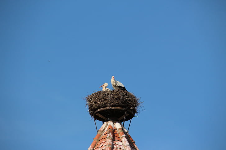 storks, nest, bird, storchennest, rattle stork, animals, rattle