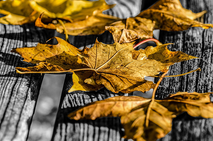 list, lišće, jesen, godišnja doba, priroda, prirodni, boje