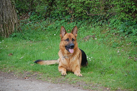 собака, немецкий Шепард, домашнее животное, Животные, собаки