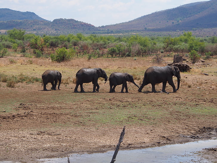 elephant, flock, baby elephant, proboscidea, safari, pachyderm, south africa