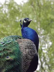 peacock, bird, peacock feather