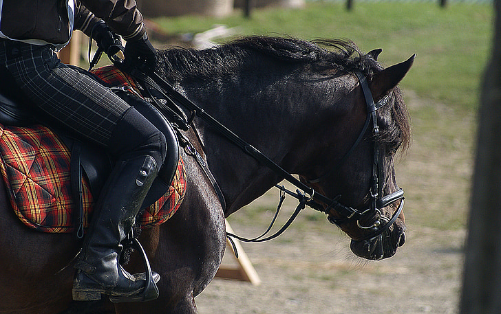 equitação, o cavalo, chicote de fios, cavalo, Bridle, as rédeas, cabeçada