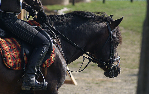 riding, the horse, harness, horse, bridle, the reins, halter